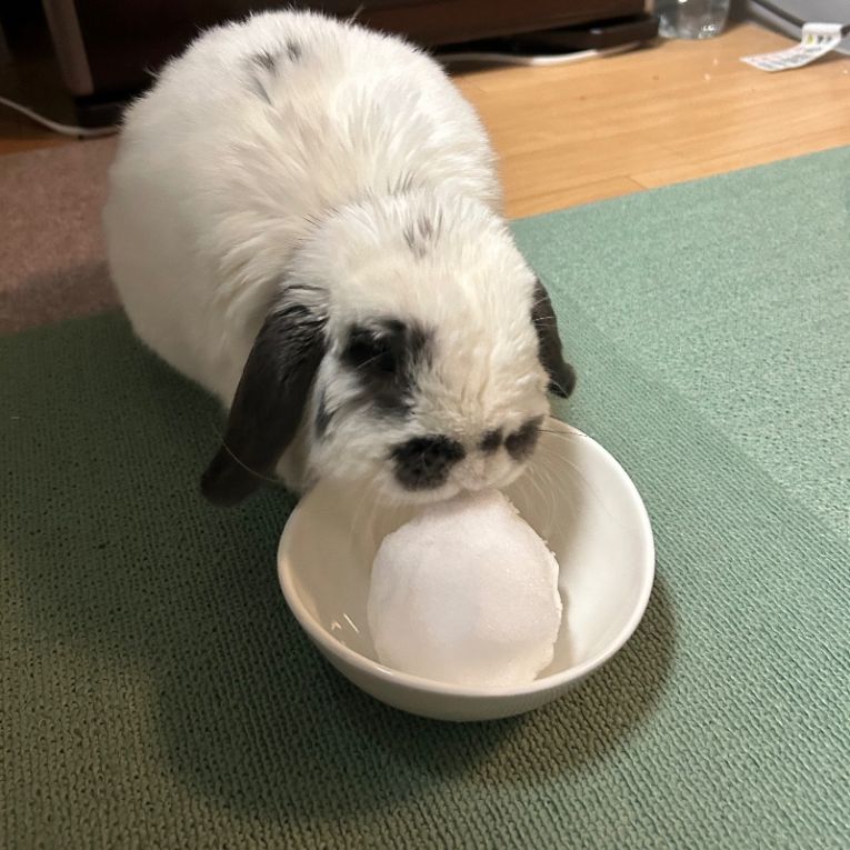 くうちゃんちゃん