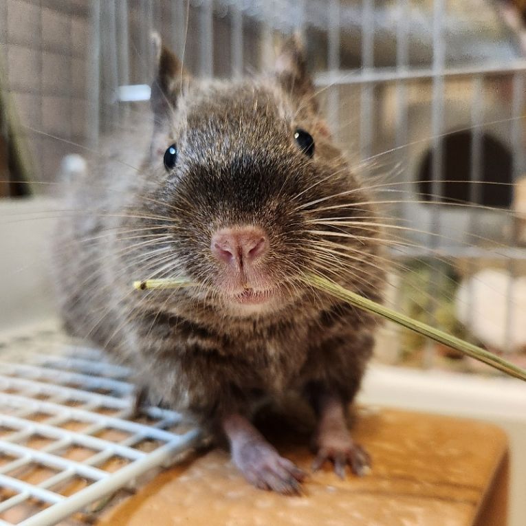 きくらげちゃん