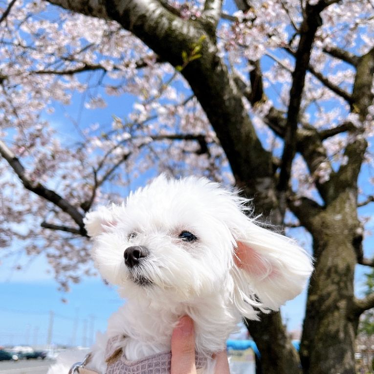 まめこちゃん