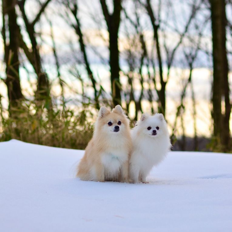 ルナ＆コトちゃん