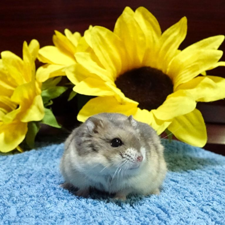 ミー太ちゃん