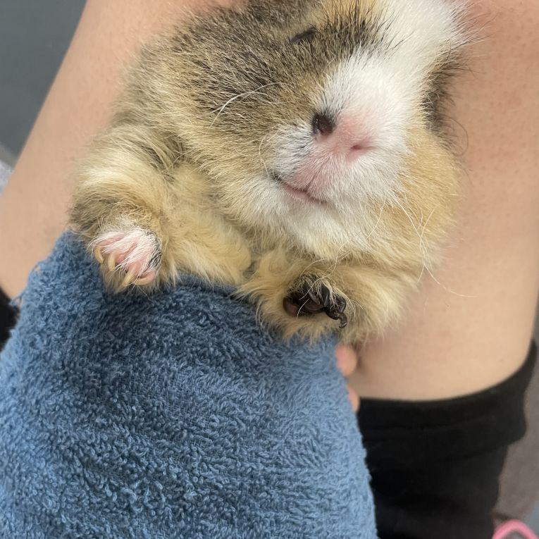 ベアちゃん