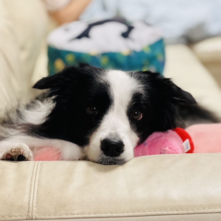 シェリーちゃん