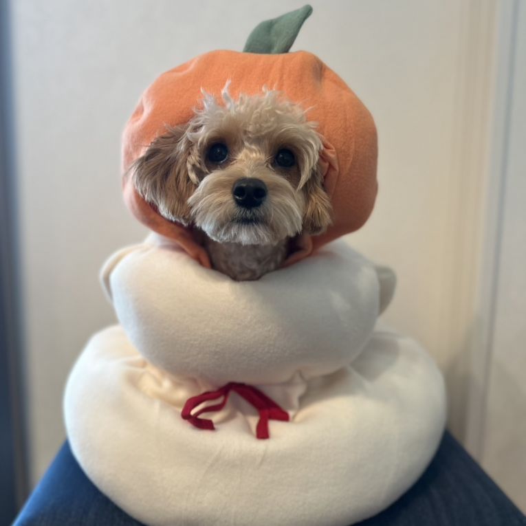 モアちゃん