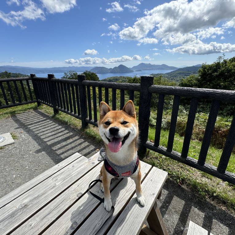 しんぞうちゃん