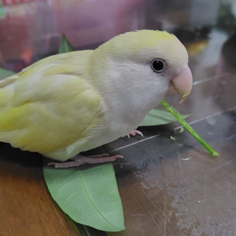 きなこちゃん