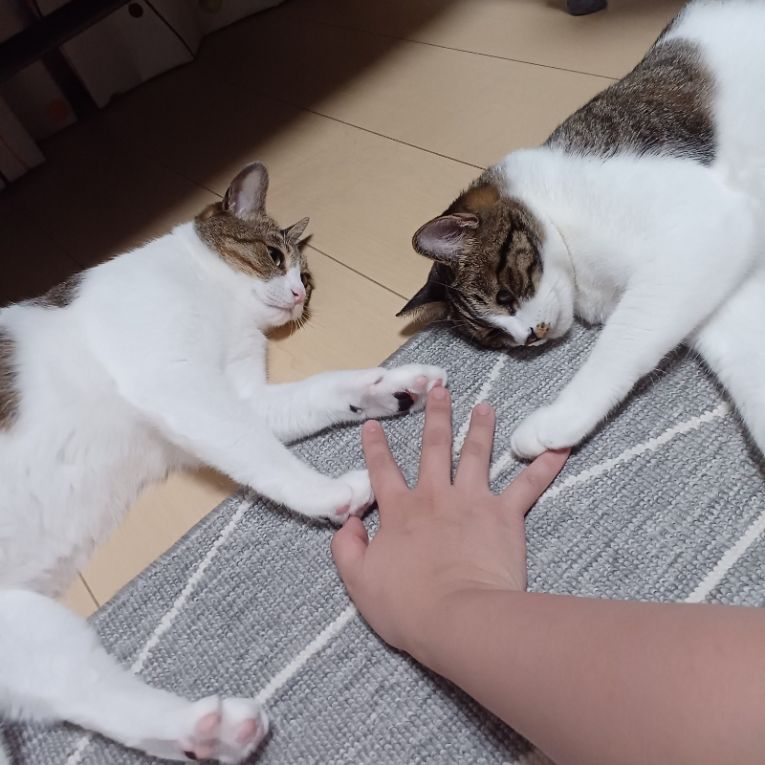 (左)やずくん😼(右)するめくん🐱ちゃん