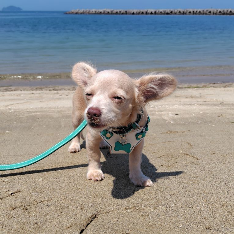 ルーシャちゃん