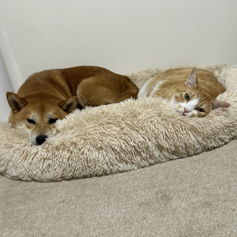 虎徹とちくわちゃん