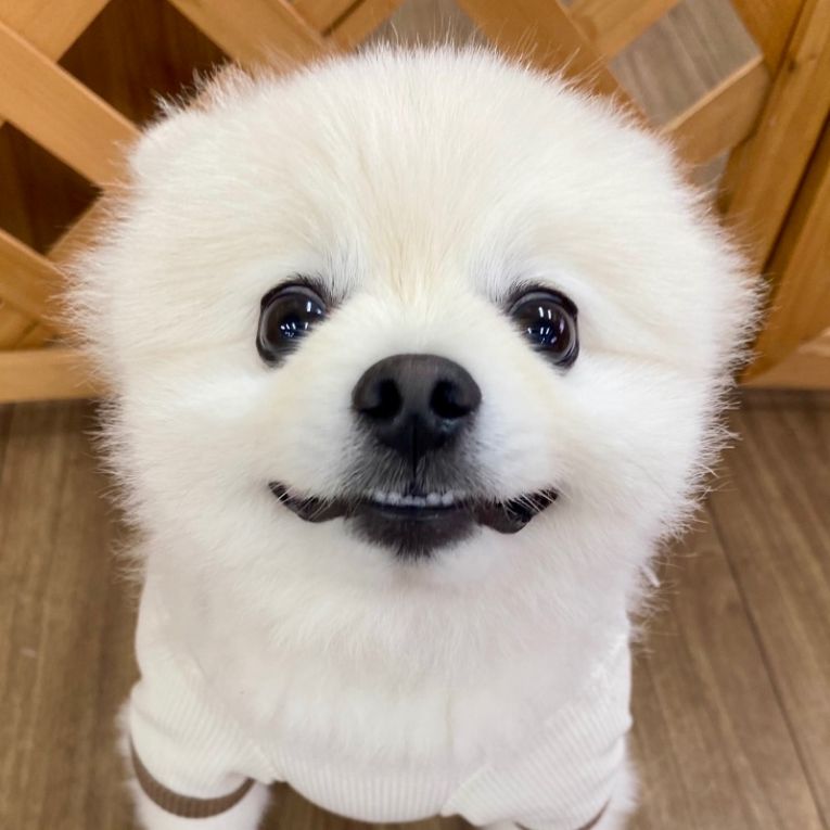 しろくまちゃん