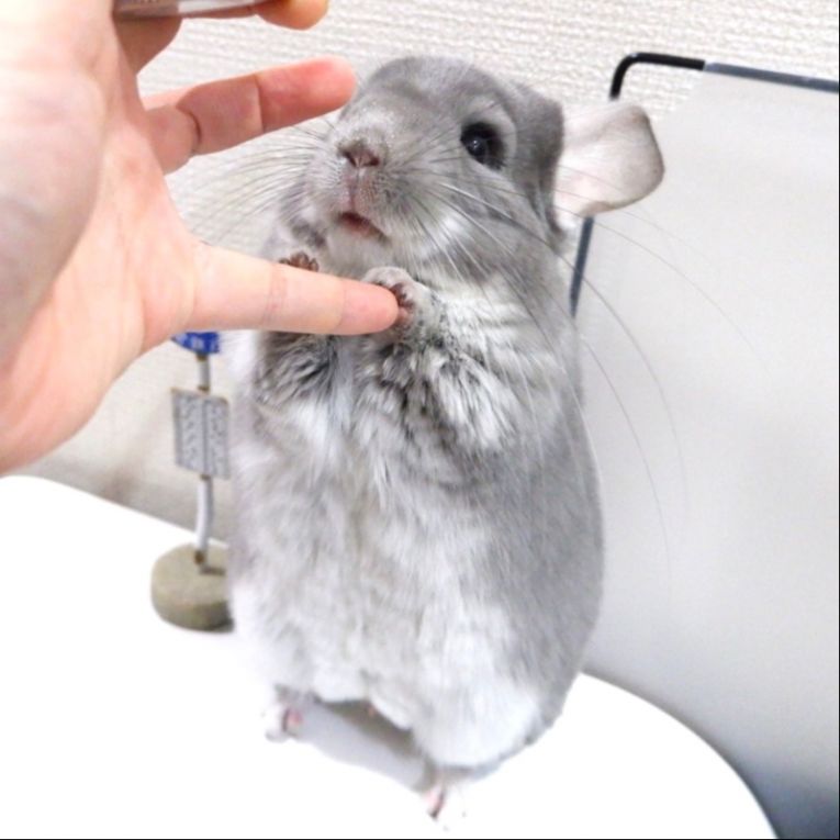 げんぞうちゃん