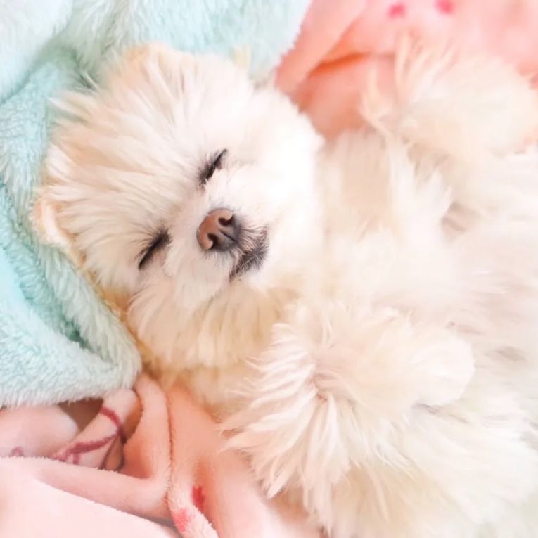 しふぉんちゃん