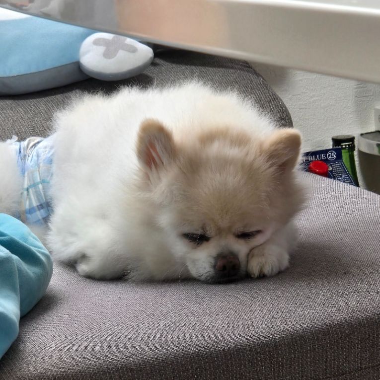 はるちゃん