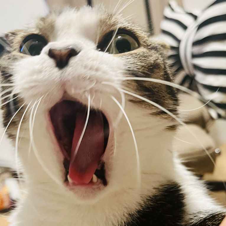 はすたろちゃん