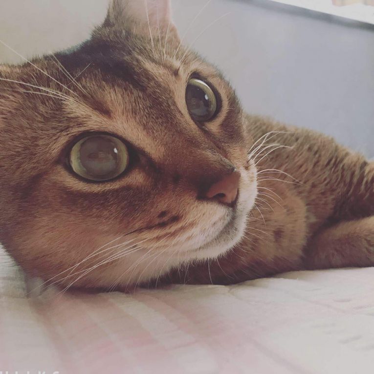 ビビちゃん