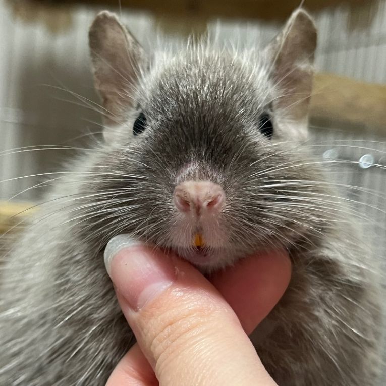 アポロちゃん