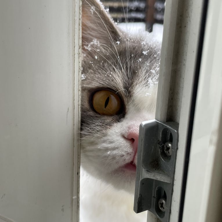 はちちゃん