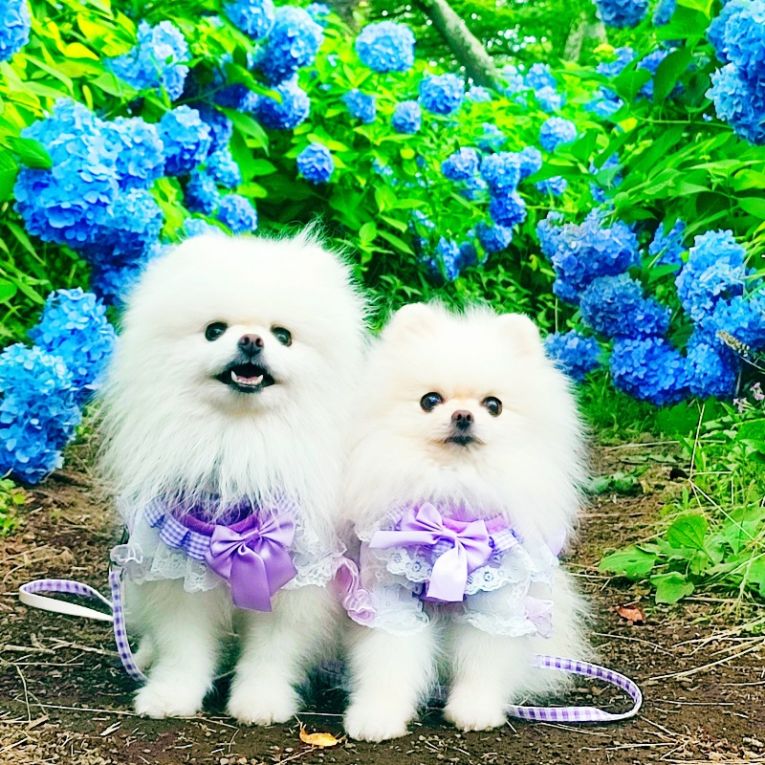 ルカ、ルチアちゃん