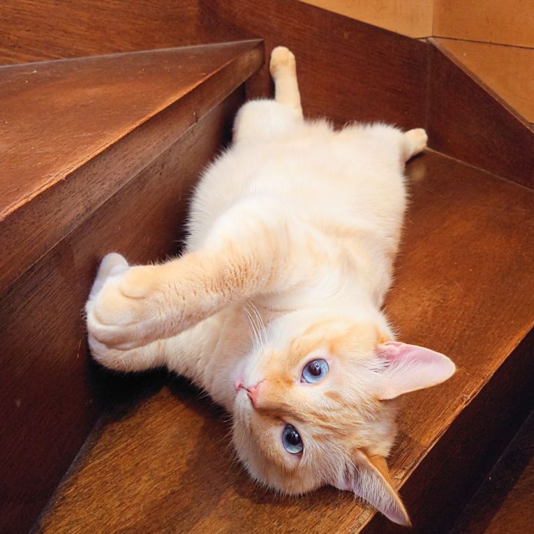 キキちゃんちゃん