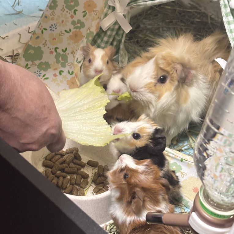 もち〔母〕チェリー おじ サム チョコちゃん
