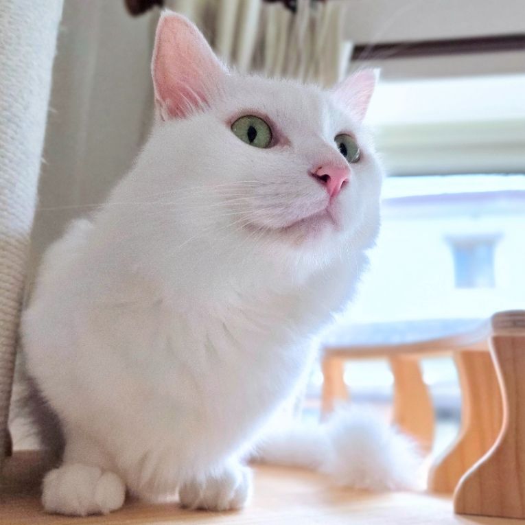 大福ちゃん