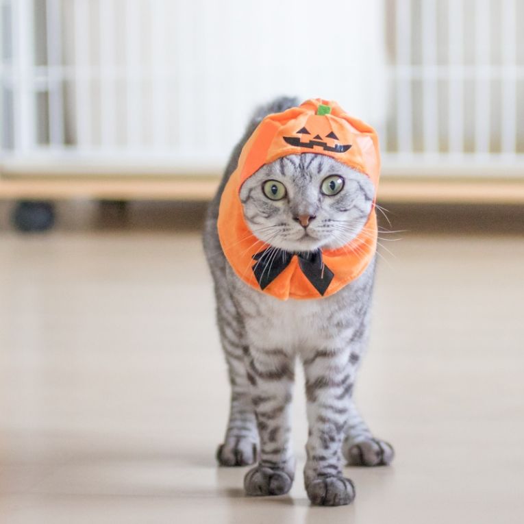 ぽっぽんちゃん