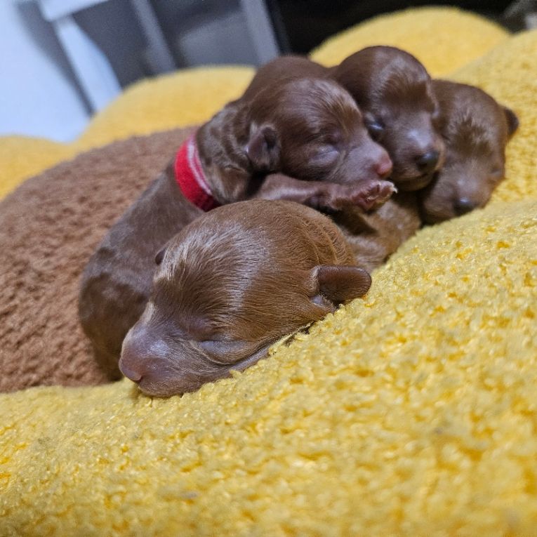 輝葵・葵丸・紬葵・絆葵ちゃん