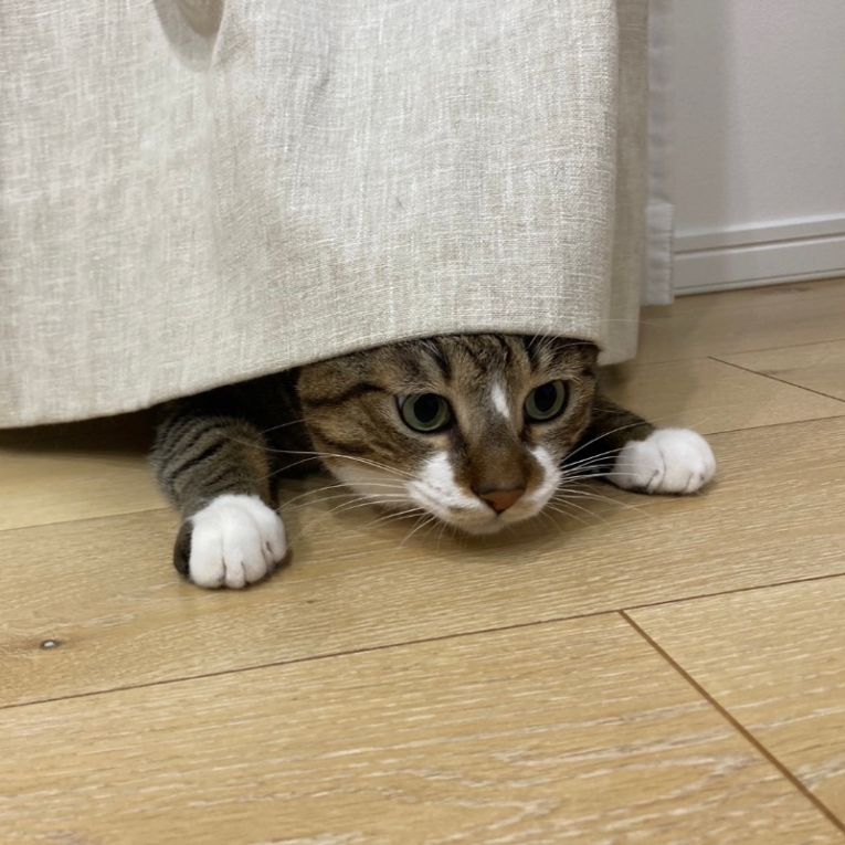 おはぎちゃん