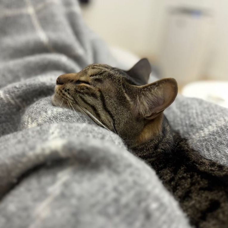もなかちゃん