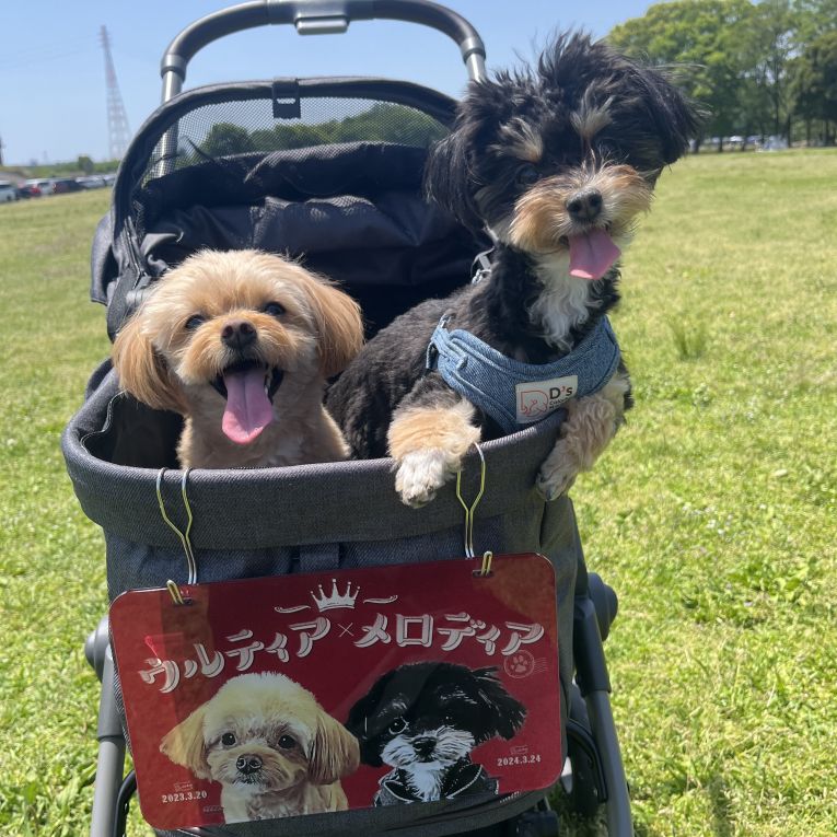 ウルティア・メロディアちゃん