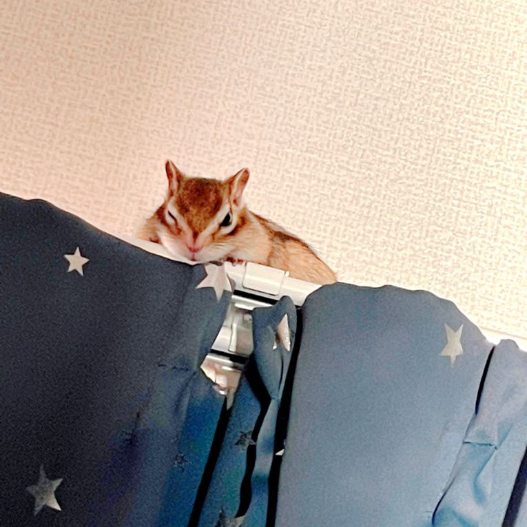 ぎるちゃん