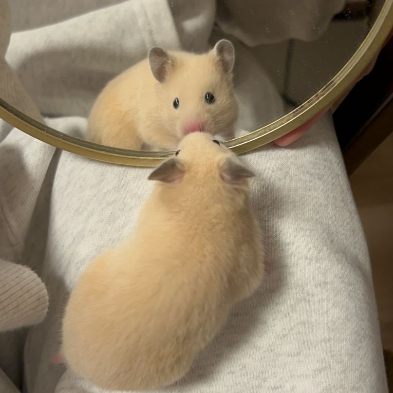 パンちゃんちゃん