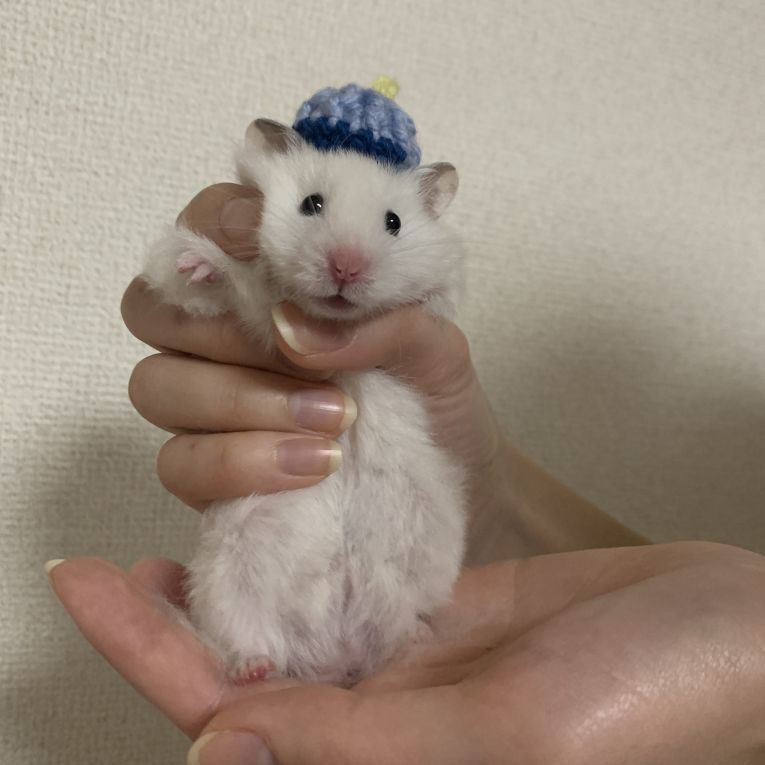 もくちゃん