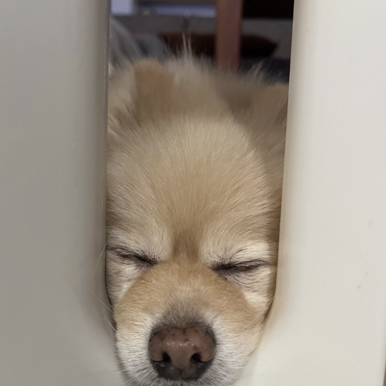 まるちゃん