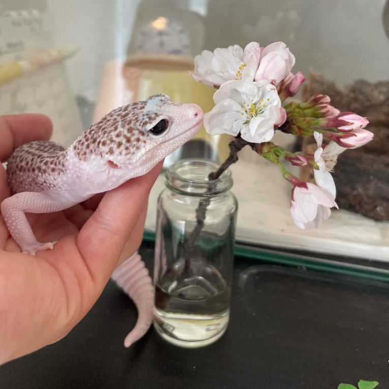 さくらちゃん