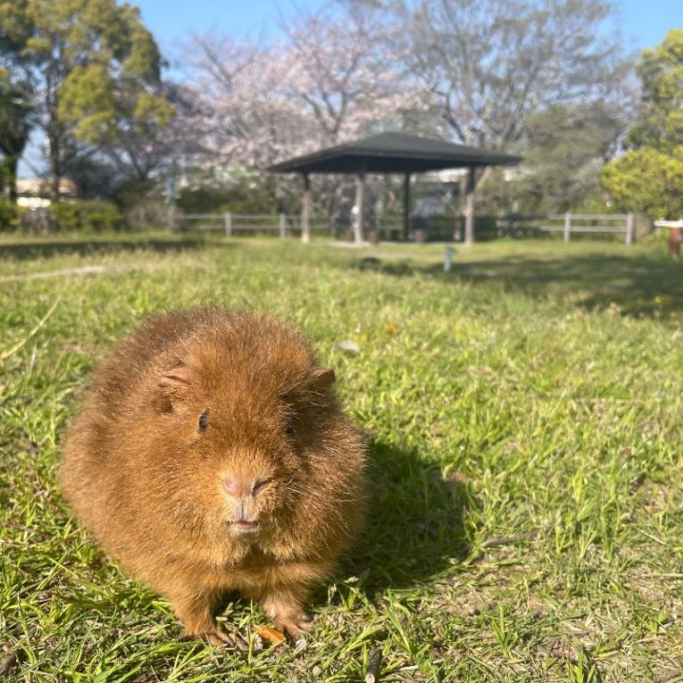 ジャッキーちゃん