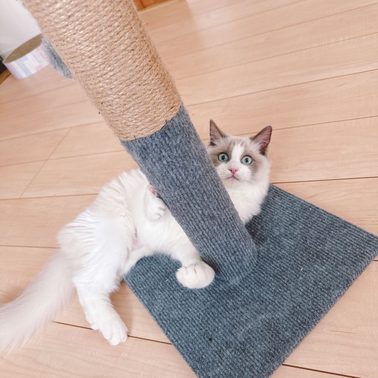 ララちゃん