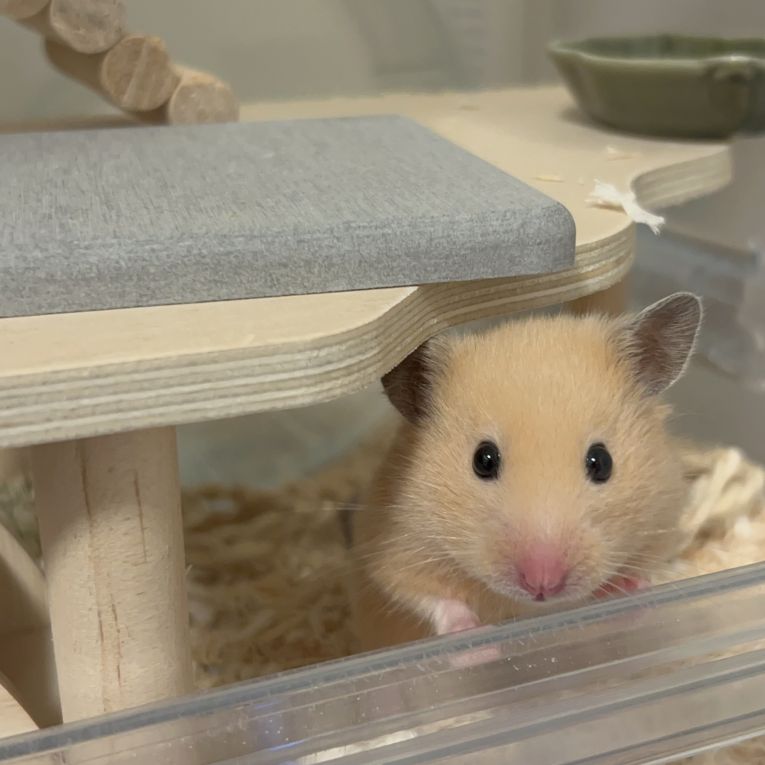 パンちゃんちゃん
