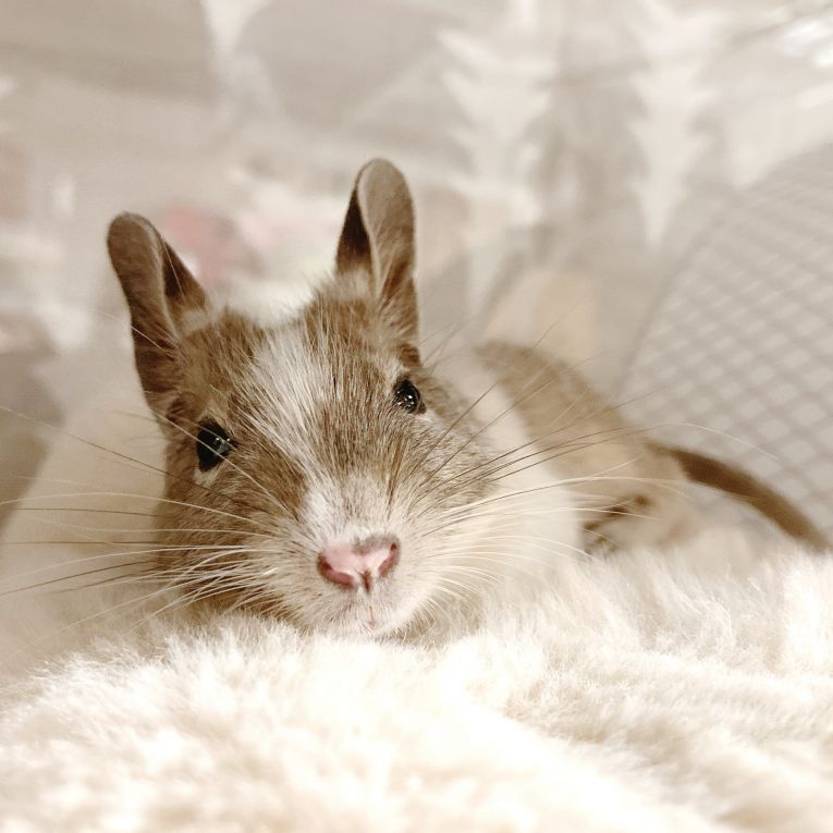 ミニョンちゃん