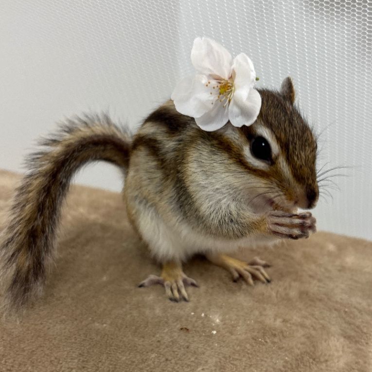 メイちゃん