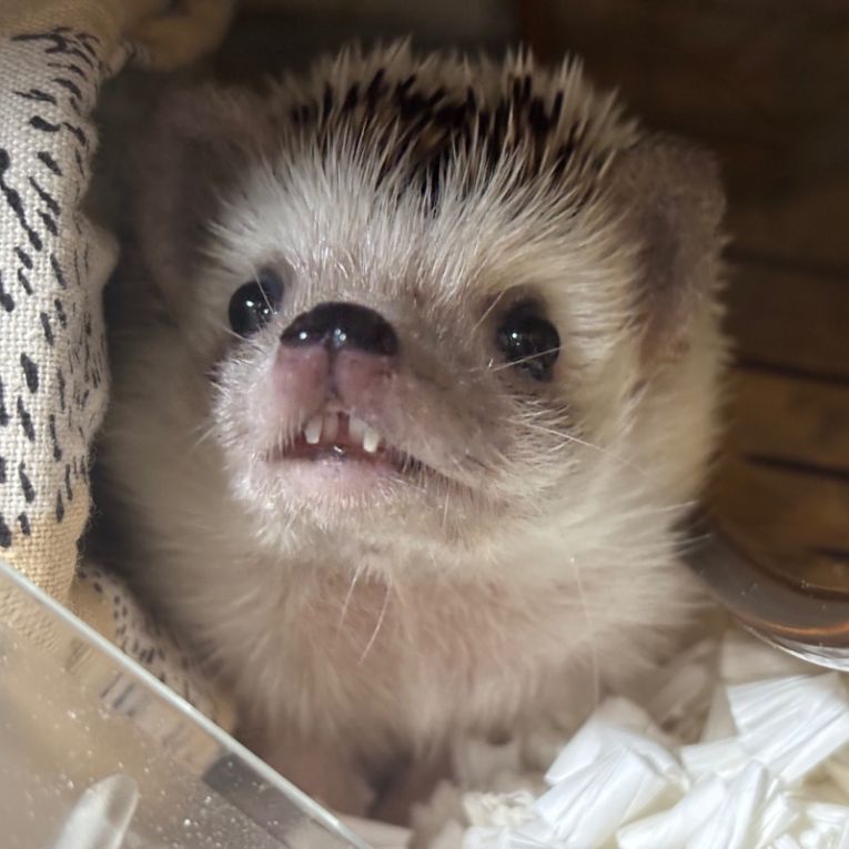 フウちゃん