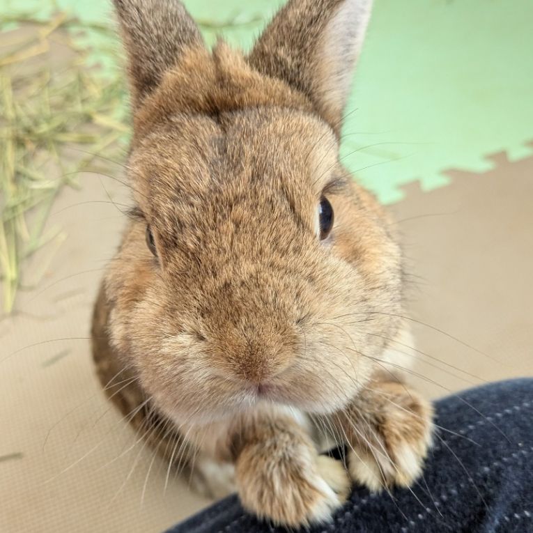 こむぎちゃん