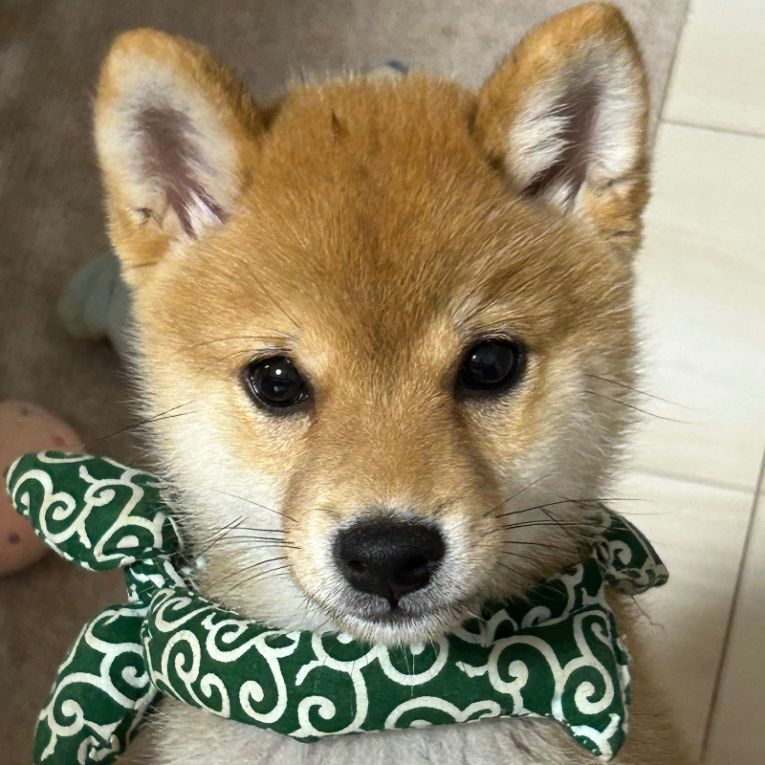 まめじろうちゃん