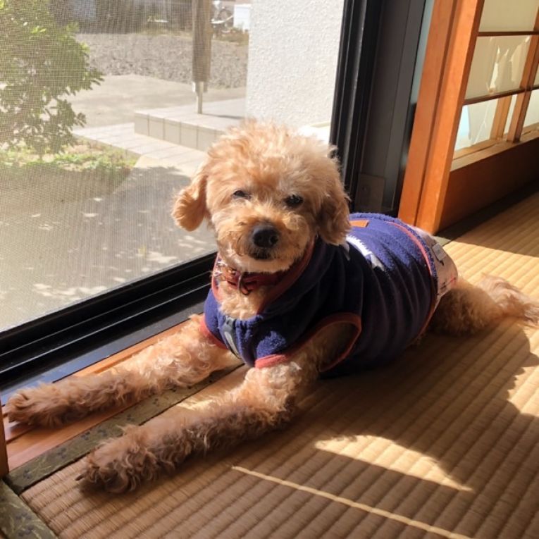 ぽんちゃん