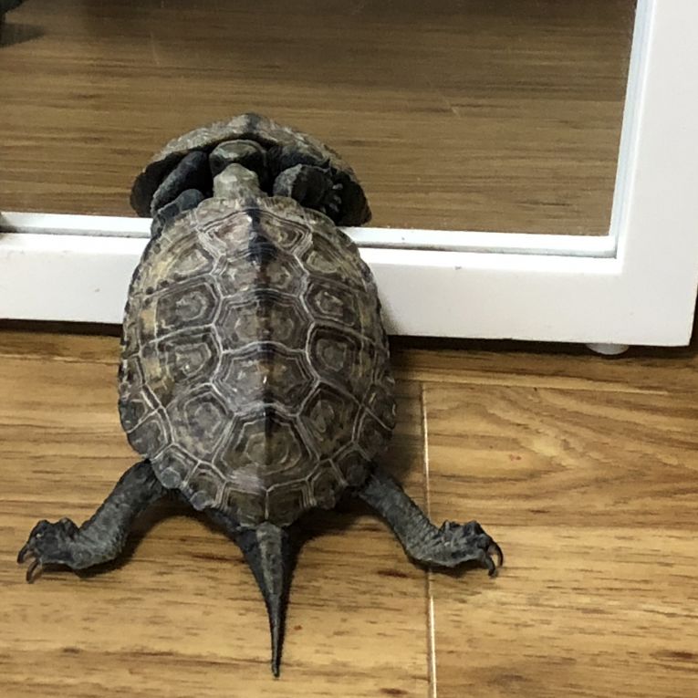 きっちゃんちゃん