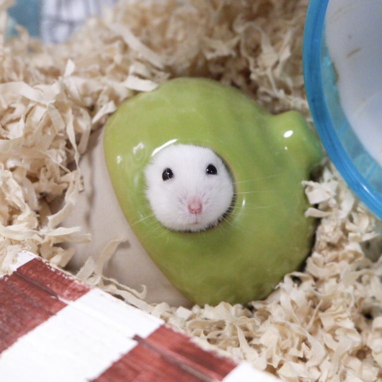 さちこちゃん
