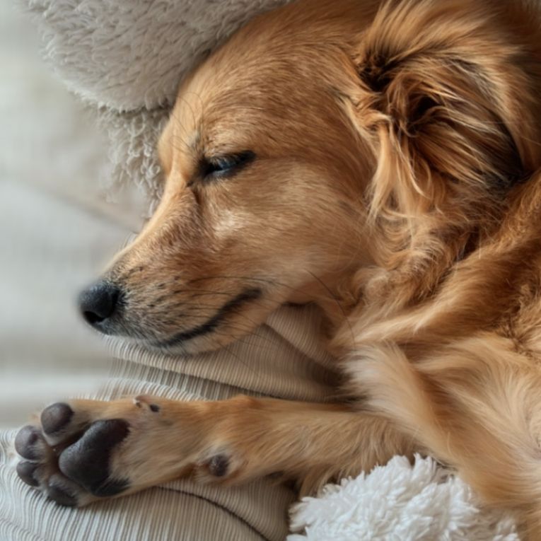 バゲットちゃん