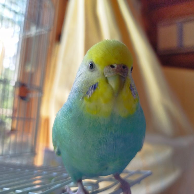 あおちゃん