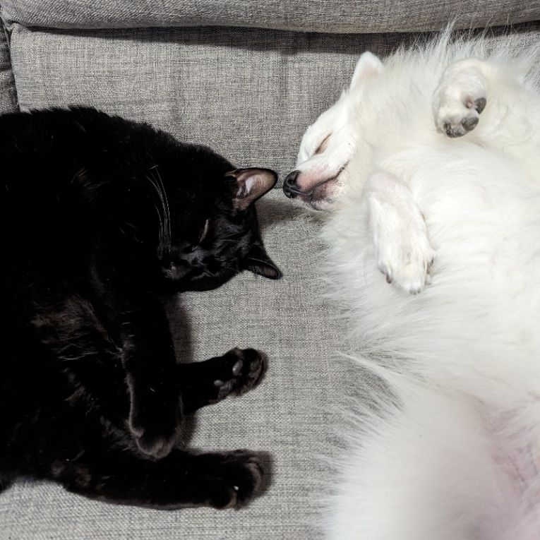 にゃん太ちゃん