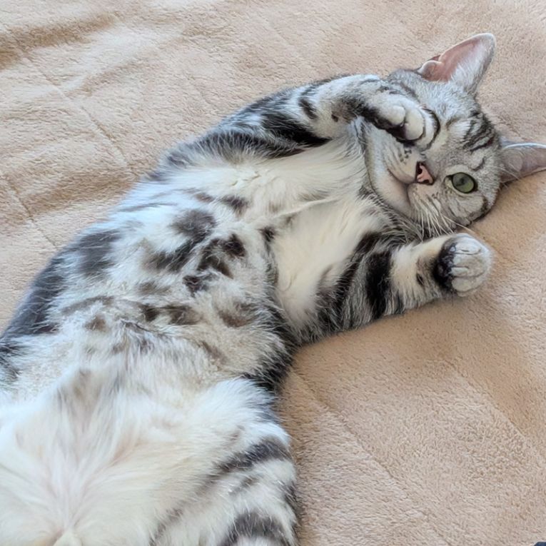 ハルちゃん